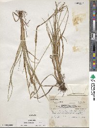 Carex fuscula image