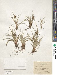 Carex fuscula image