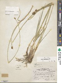 Carex hypoleucos image