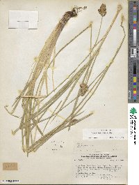 Carex hypoleucos image