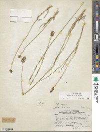 Carex hypoleucos image