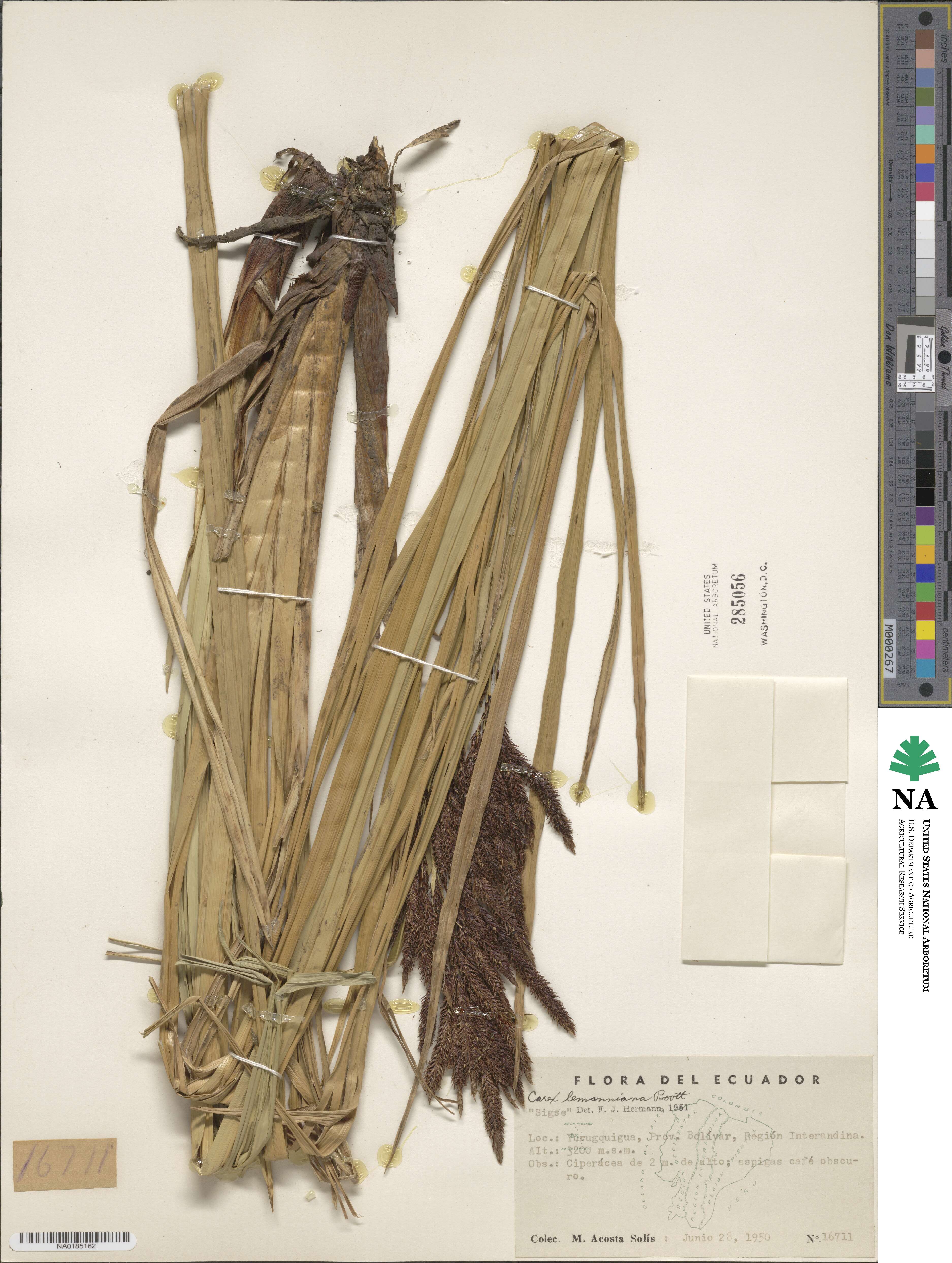 Carex lemanniana image