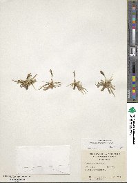 Carex macrosolen image