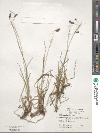 Carex magellanica image