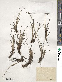 Carex magellanica image