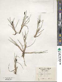 Carex magellanica image
