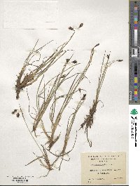 Carex magellanica image