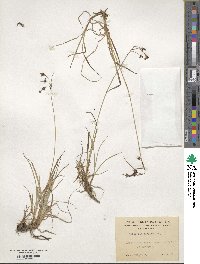 Carex magellanica image