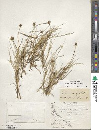 Carex maritima image