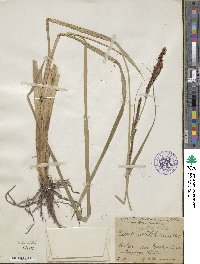 Carex acutiformis image