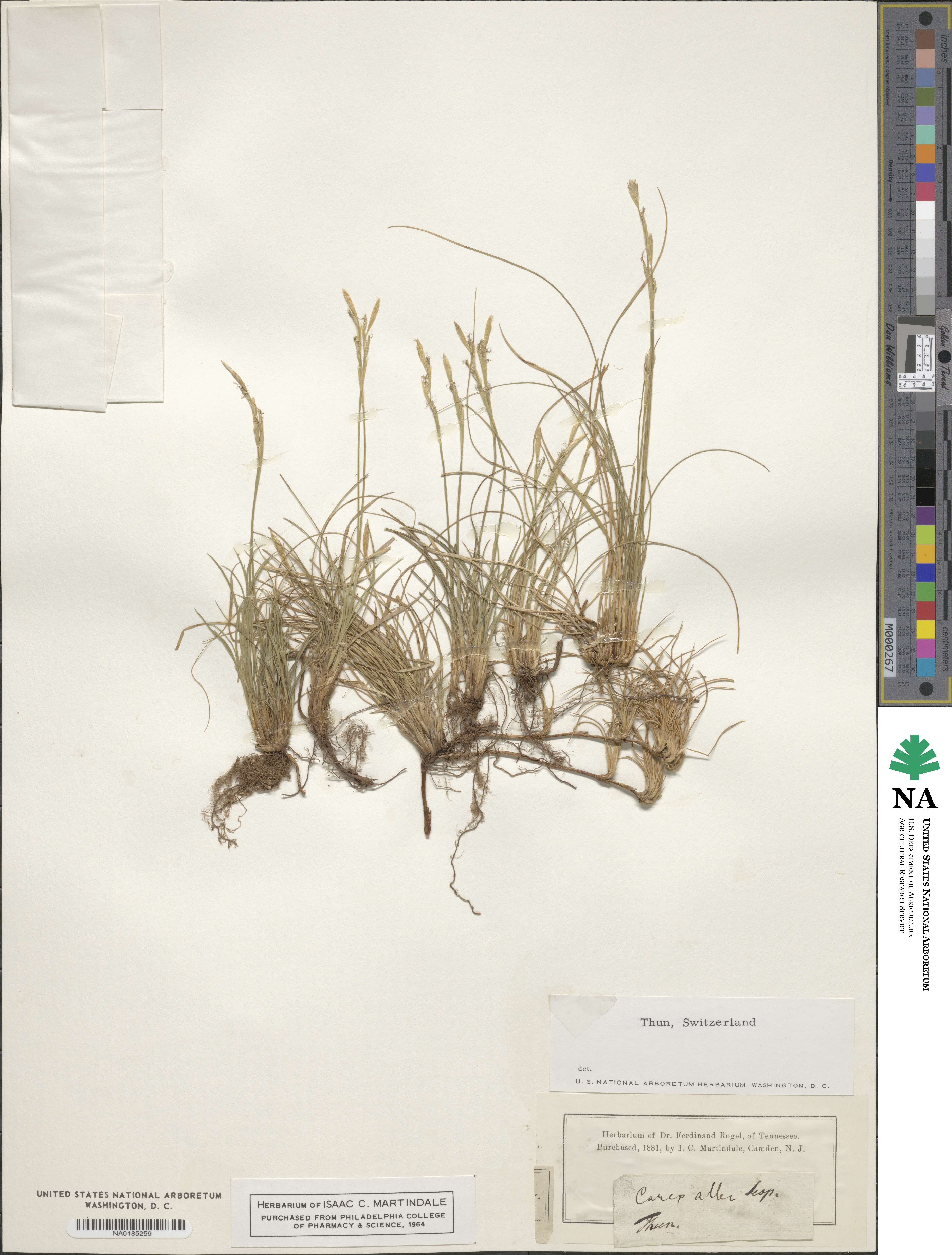 Carex alba image