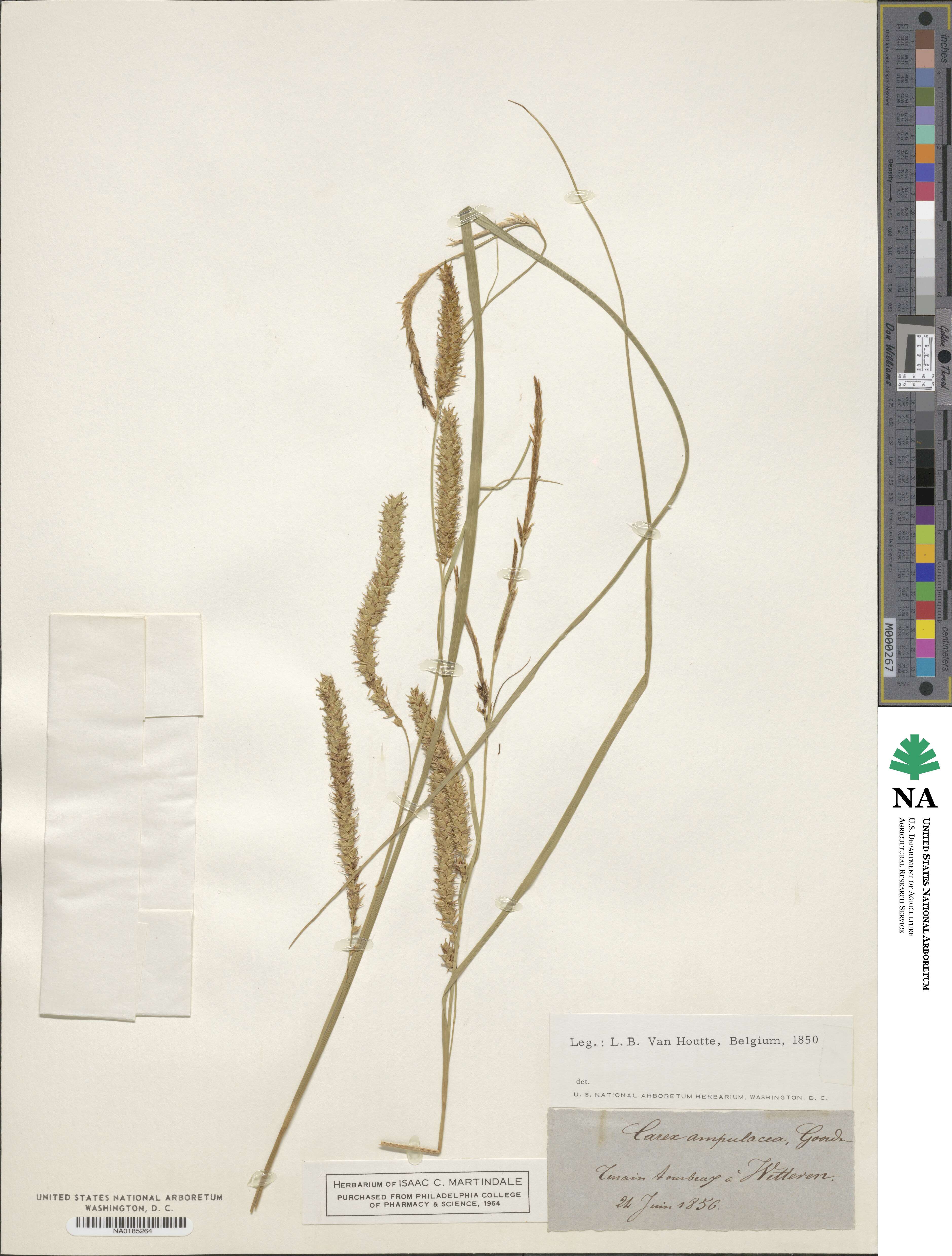 Carex ampullacea image