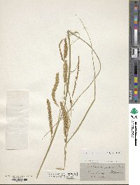 Carex ampullacea image