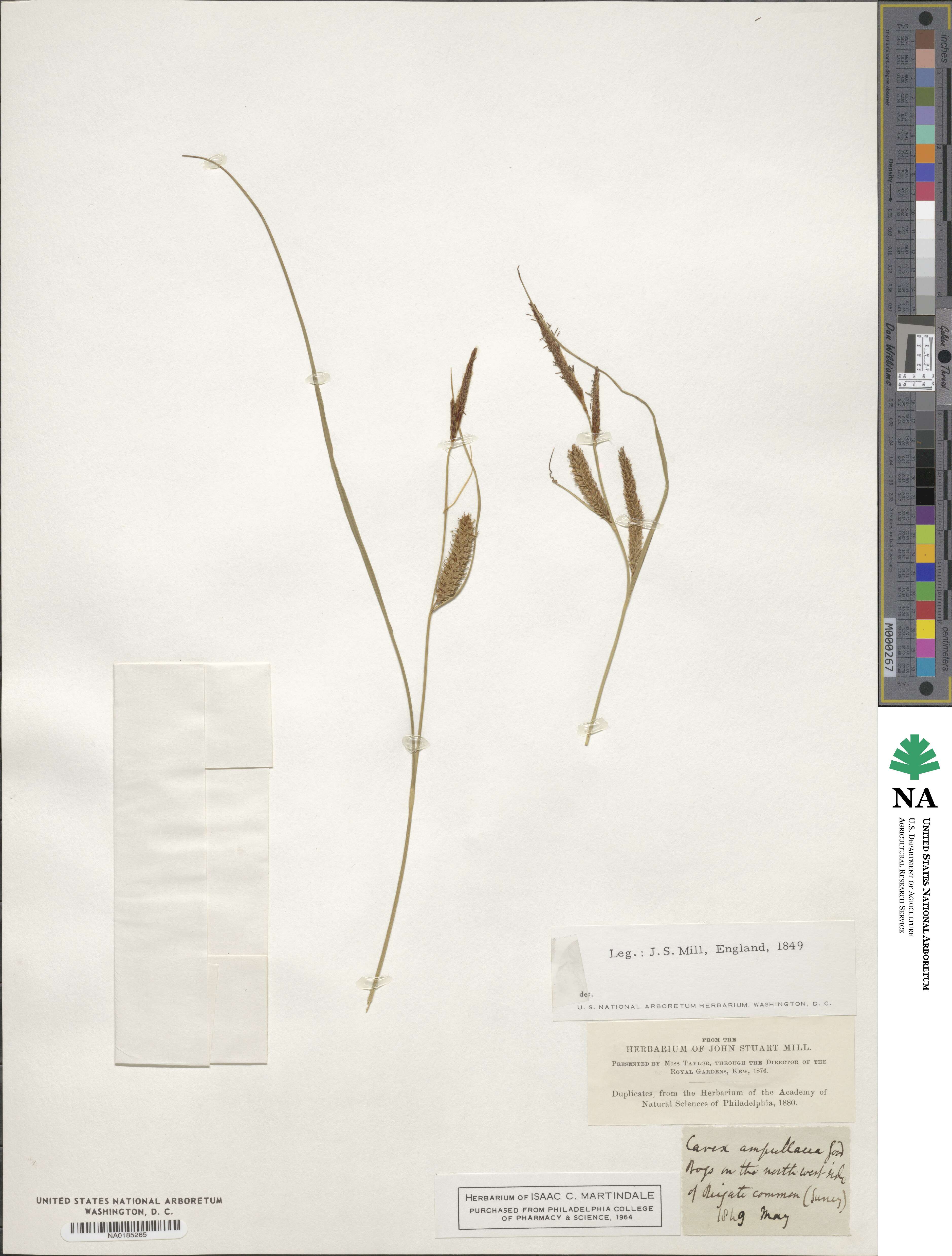 Carex ampullacea image