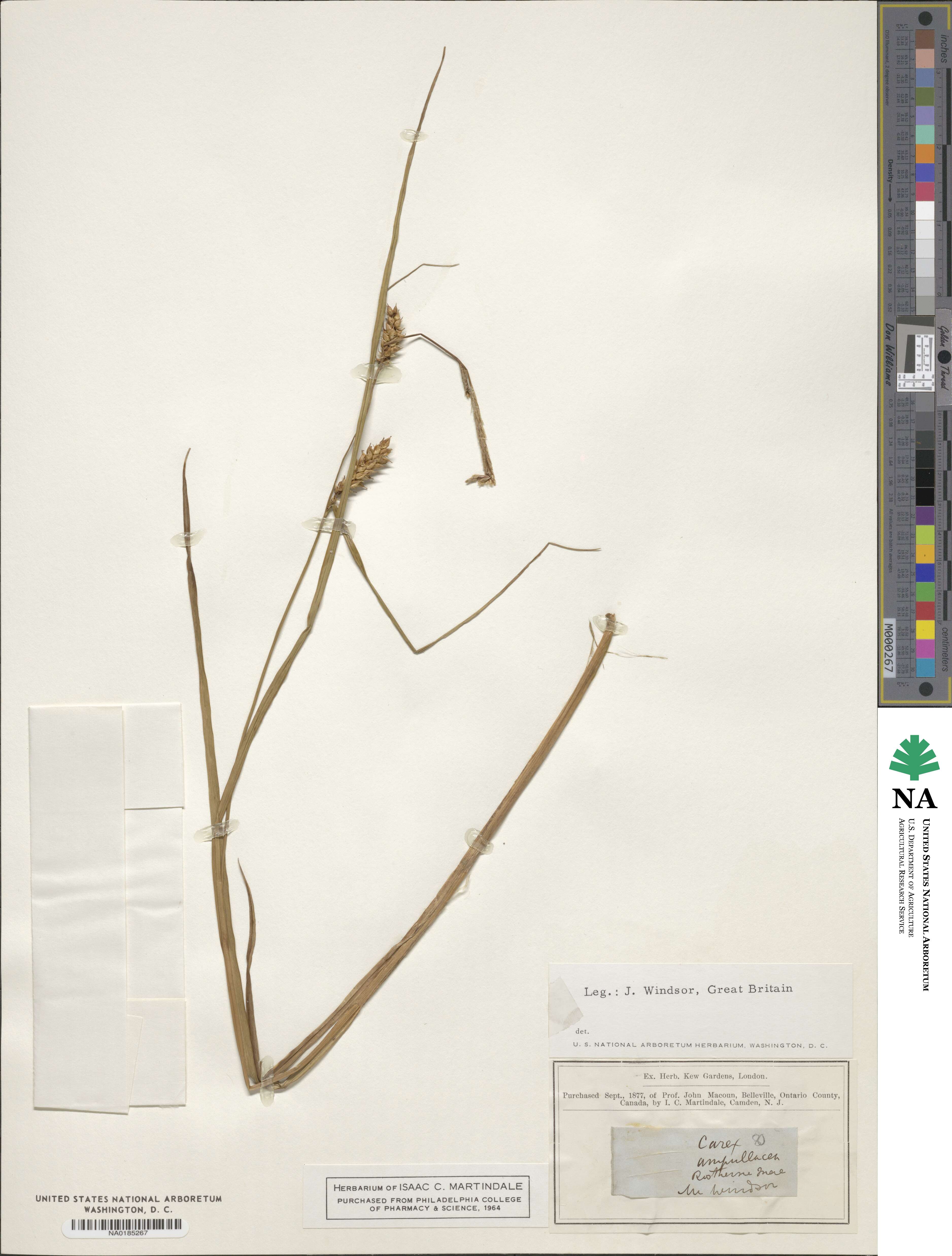 Carex ampullacea image