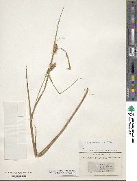 Carex ampullacea image