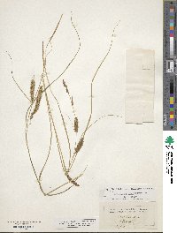 Carex ampullacea image