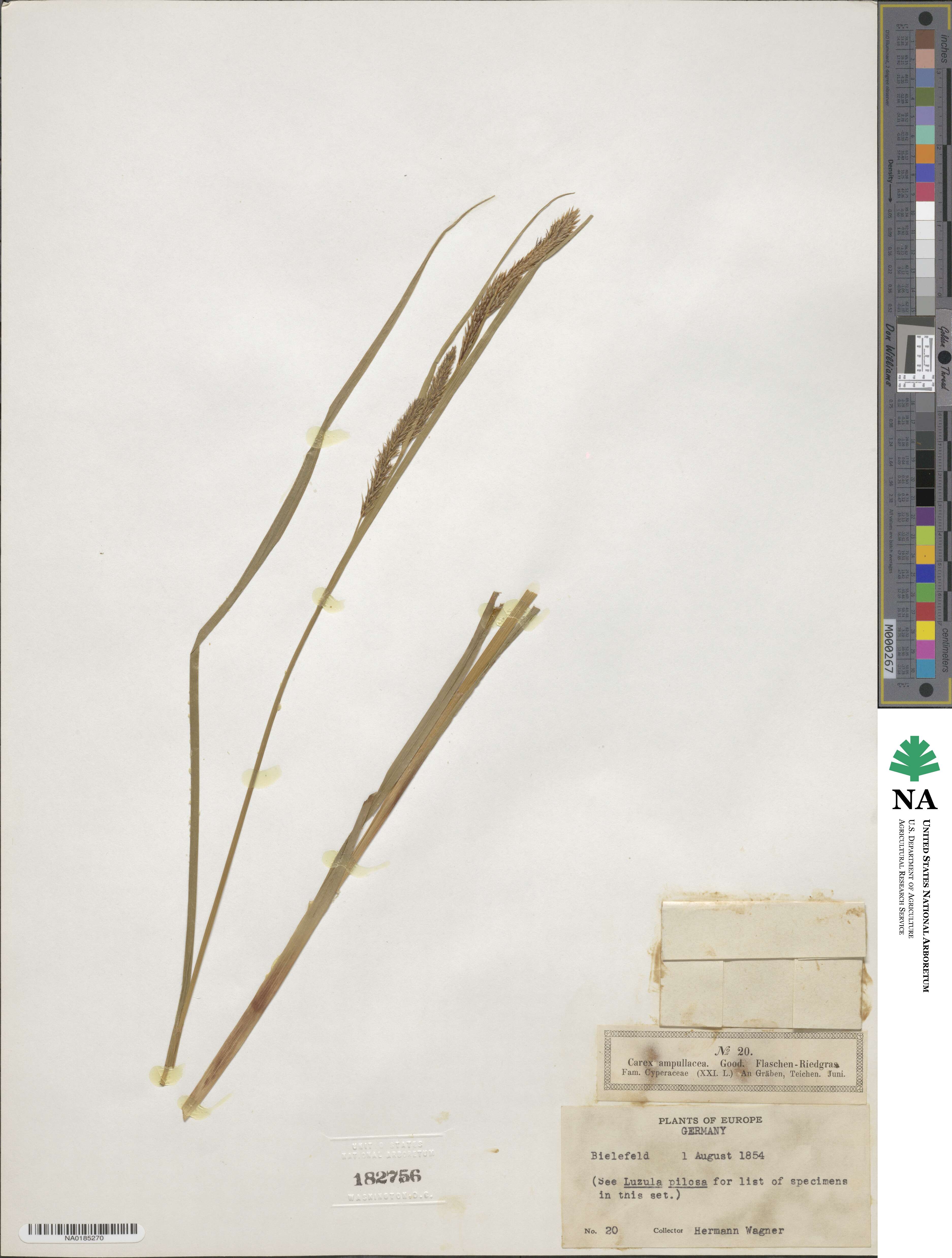 Carex ampullacea image