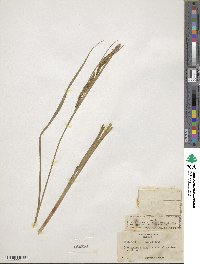 Carex ampullacea image