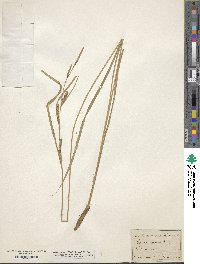 Carex aquatilis image