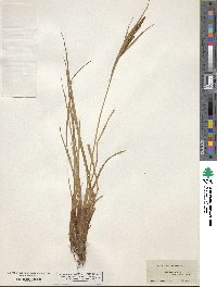 Carex aquatilis image