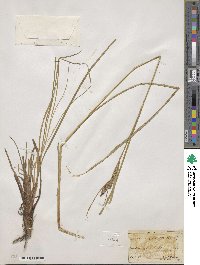 Carex aquatilis image