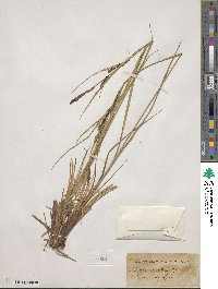 Carex aquatilis image