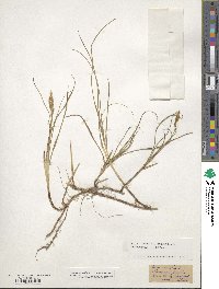 Carex arenaria image