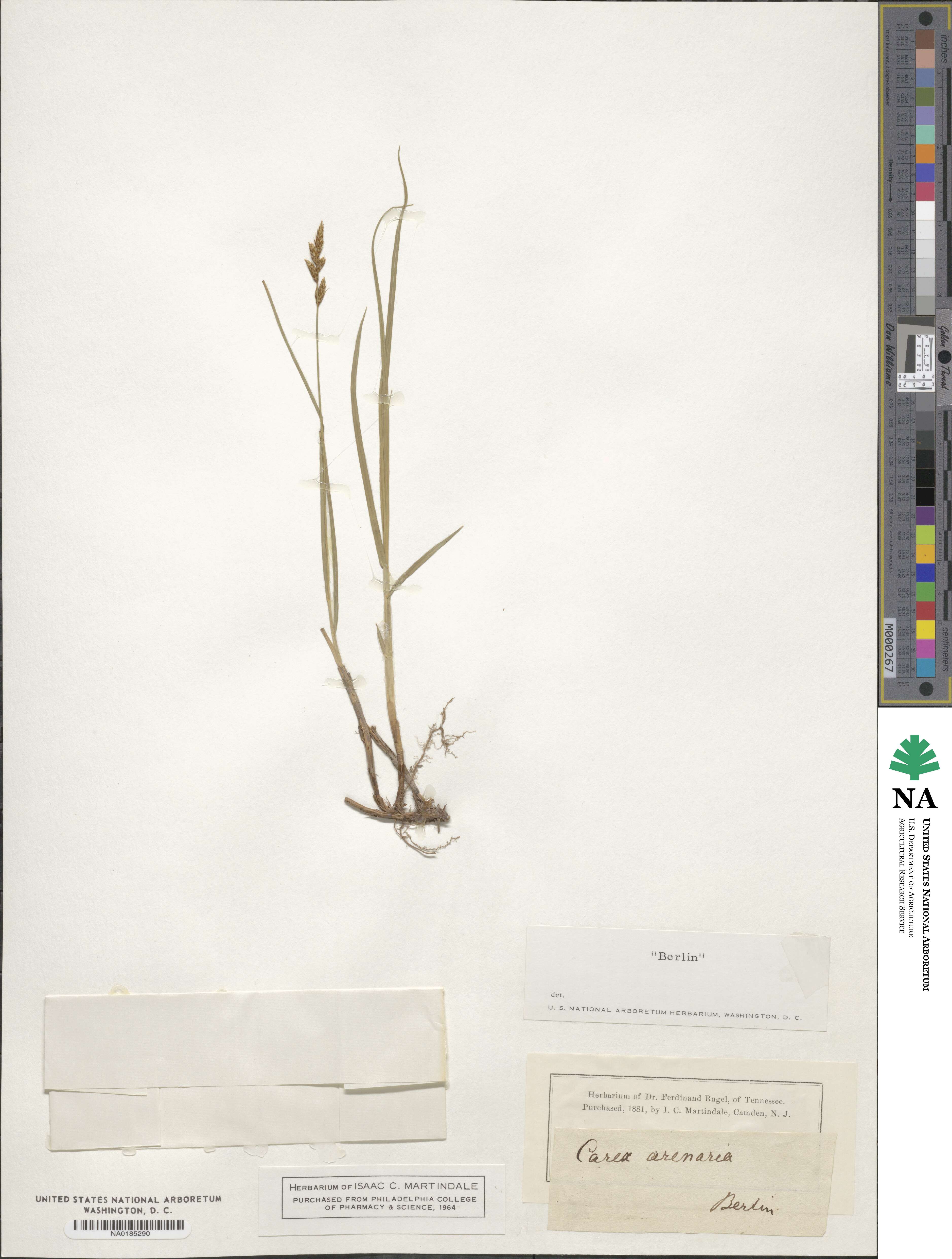 Carex arenaria image