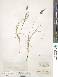 Carex arenaria image