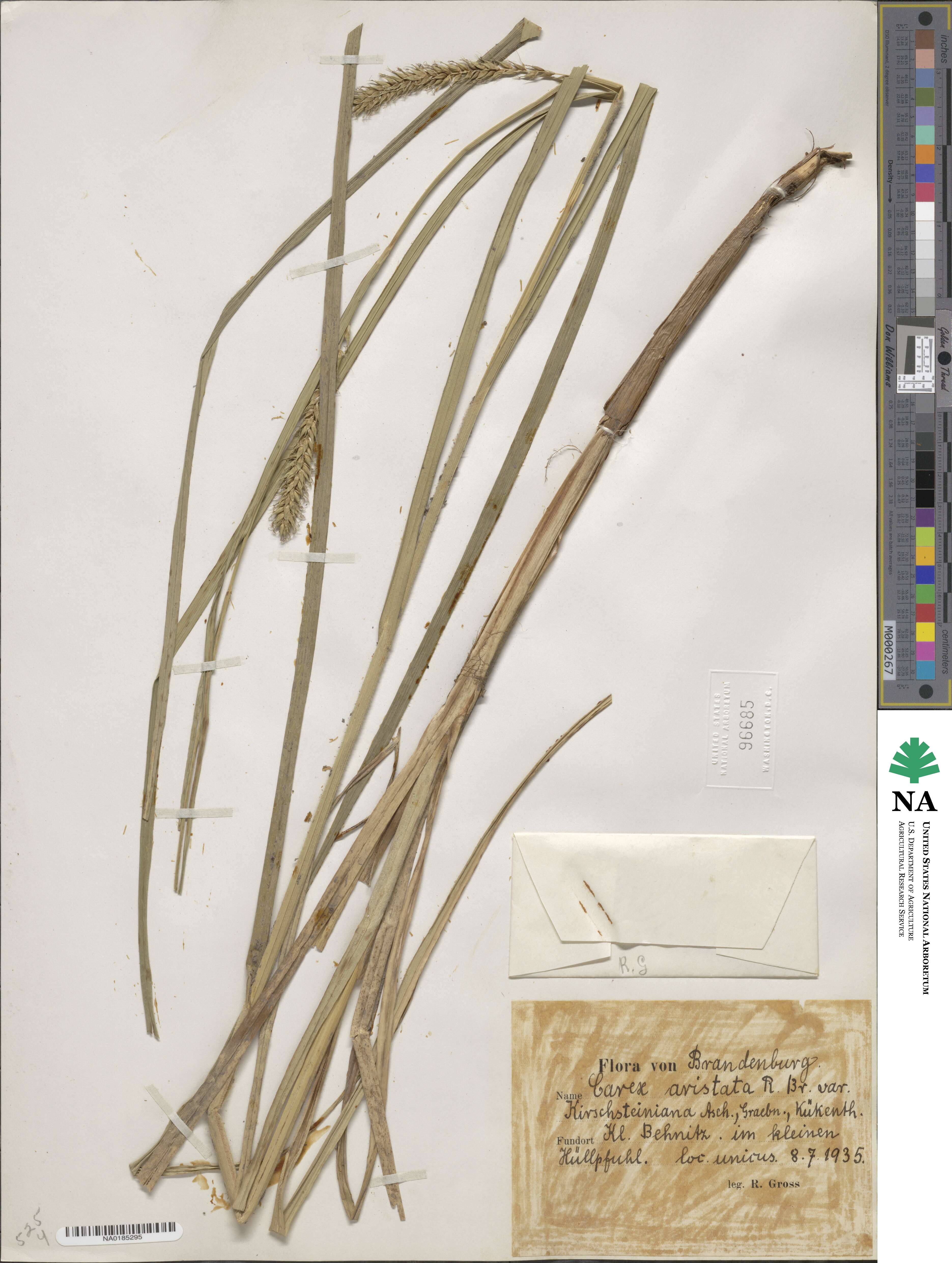 Carex atherodes image