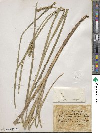 Carex atherodes image