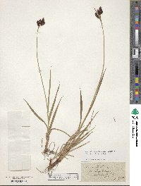 Carex atrata image