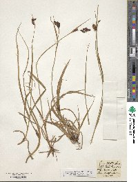 Carex atrata image