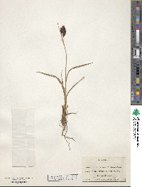 Carex atrata image