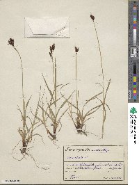 Carex atrata image