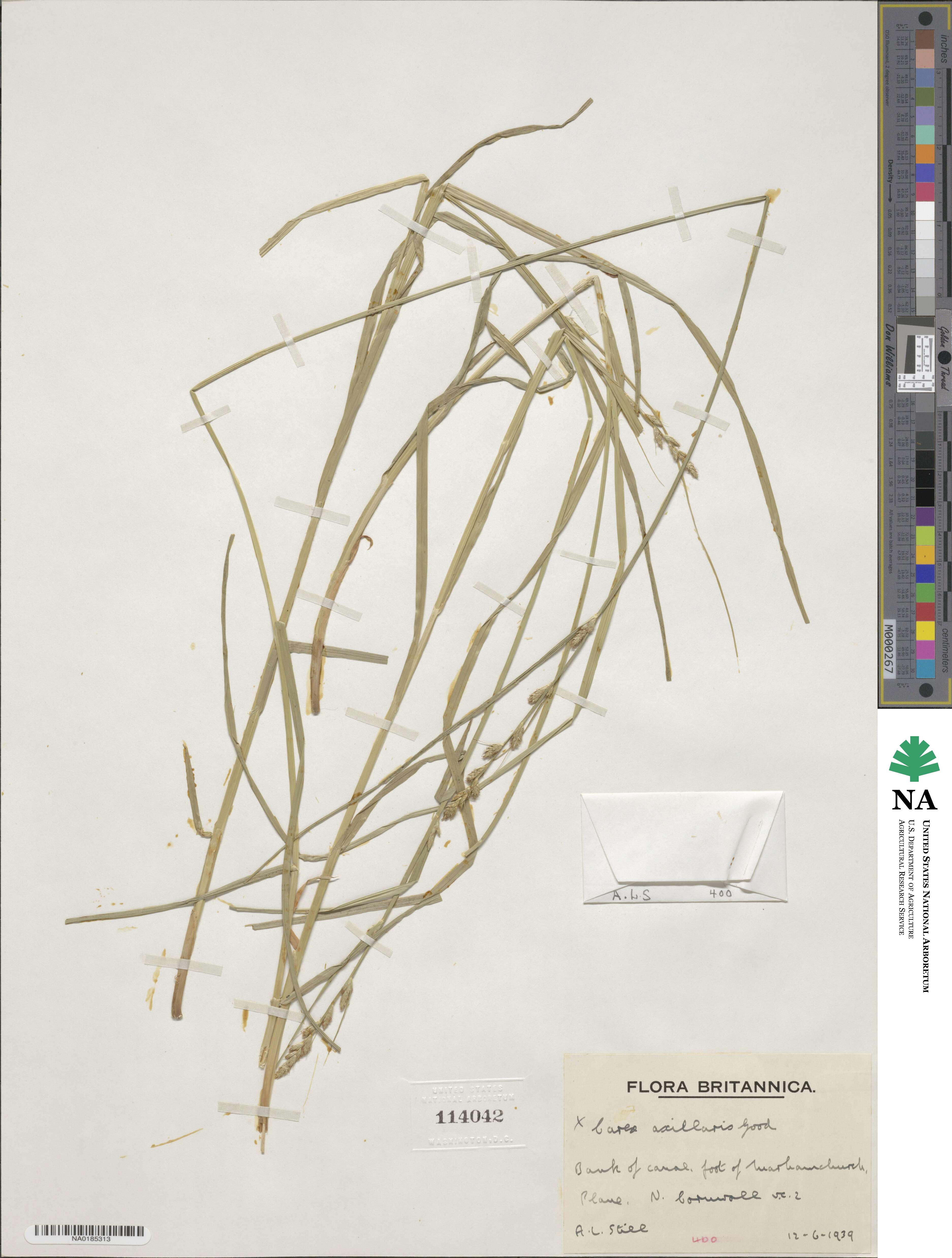Carex axillaris image