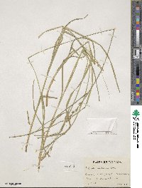 Carex axillaris image