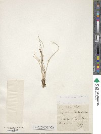 Carex extensa image