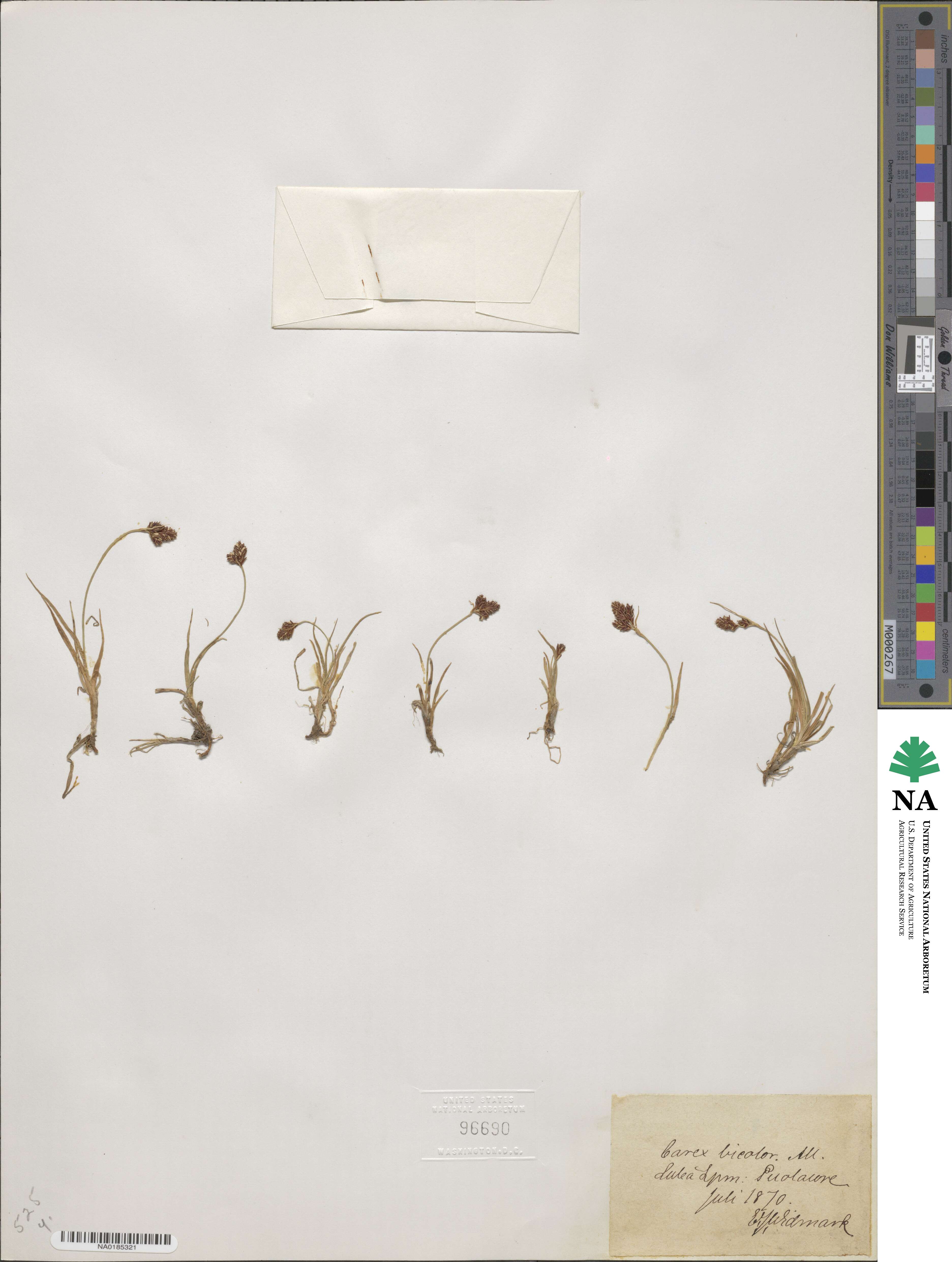 Carex bicolor image
