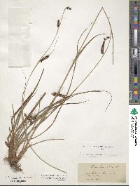 Carex binervis image