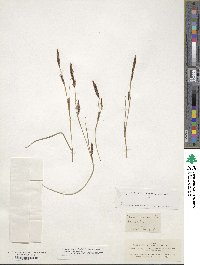 Carex binervis image