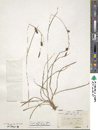 Carex binervis image