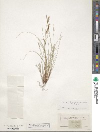 Carex brachystachys image