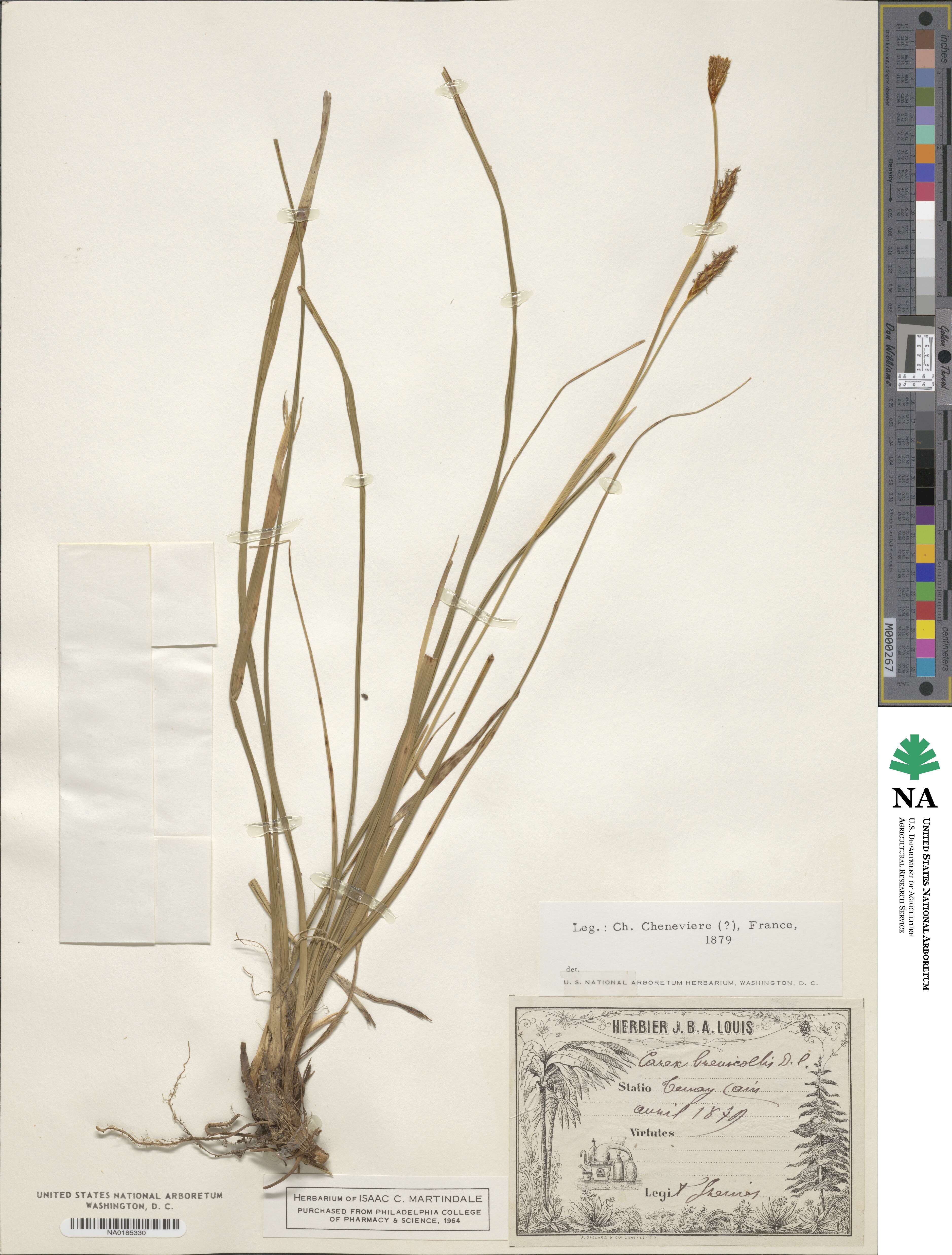 Carex brevicollis image