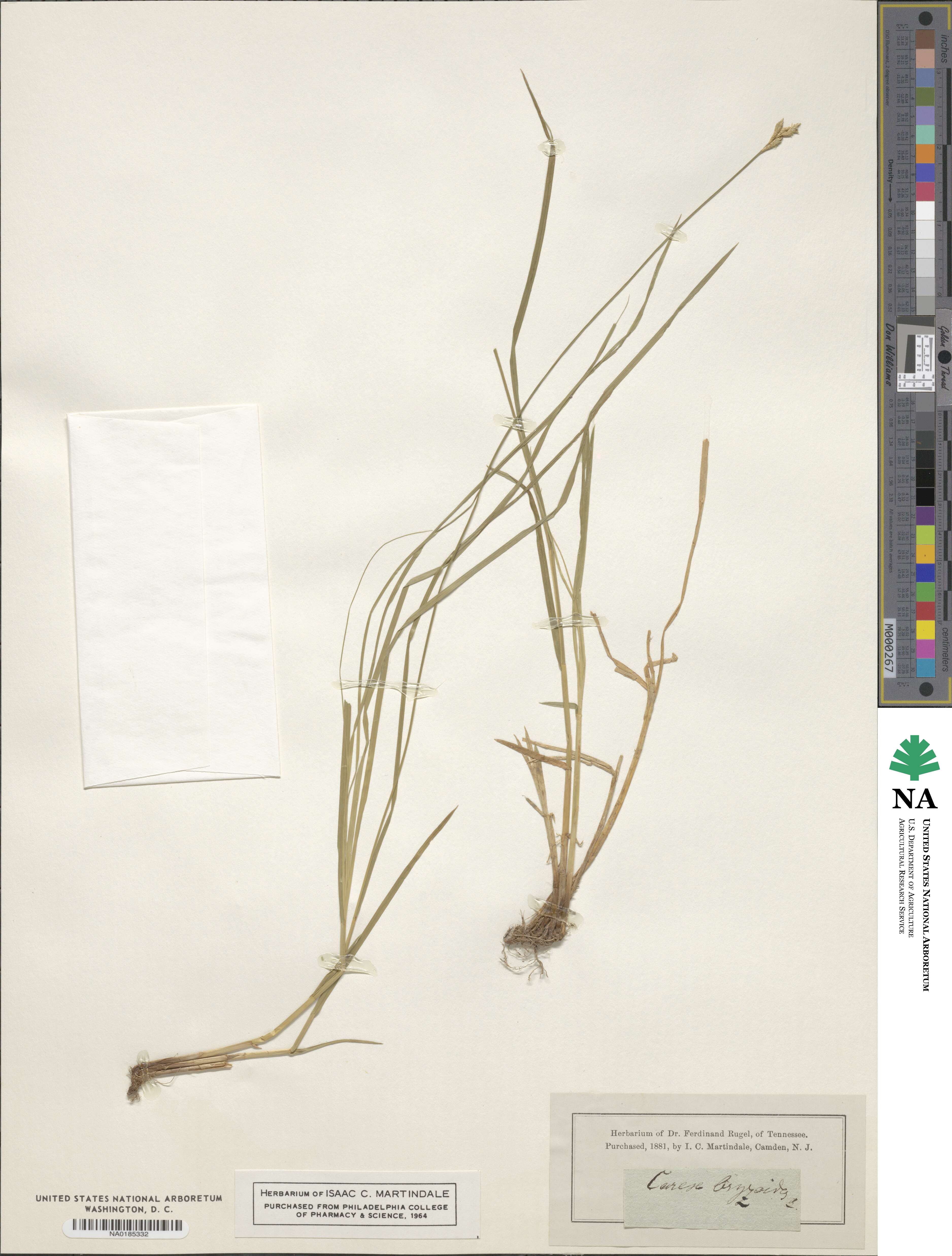 Carex brizoides image