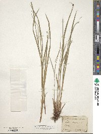 Carex caespitosa image