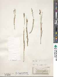 Carex caespitosa image