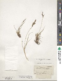 Carex caespitosa image