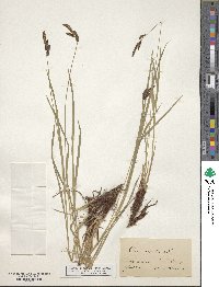 Carex caespitosa image